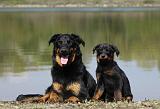 BEAUCERON - ADULTS and PUPPIES 037